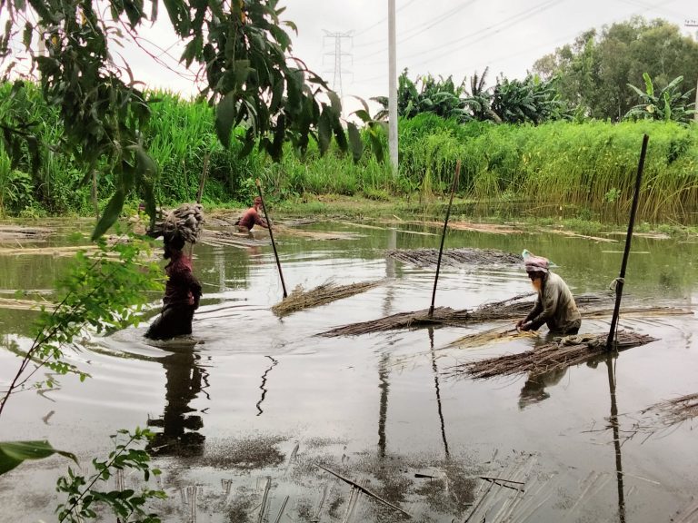 টাঙ্গাইলে পাটের বাম্পার ফলন: কৃষকের মুখে হাসি
